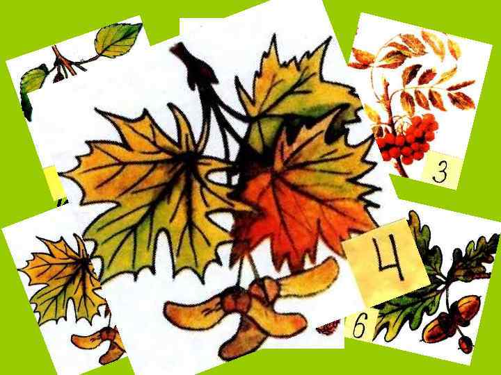 А когда наступит осень, Он, красавец молодой, Весь зальётся солнцем И станет покорять своею