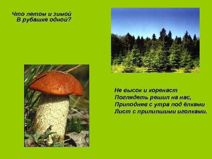 Что летом и зимой В рубашке одной? Не высок и коренаст Поглядеть решил на