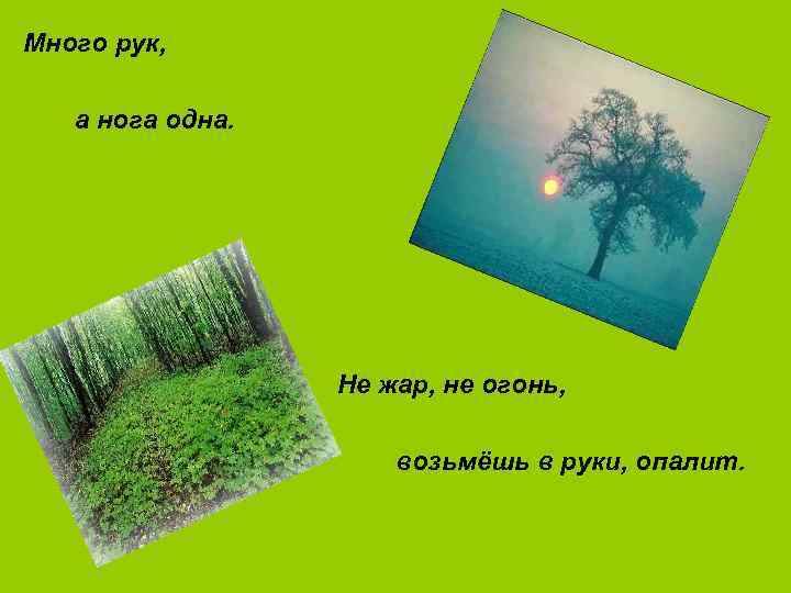 Много рук, а нога одна. Не жар, не огонь, возьмёшь в руки, опалит. 