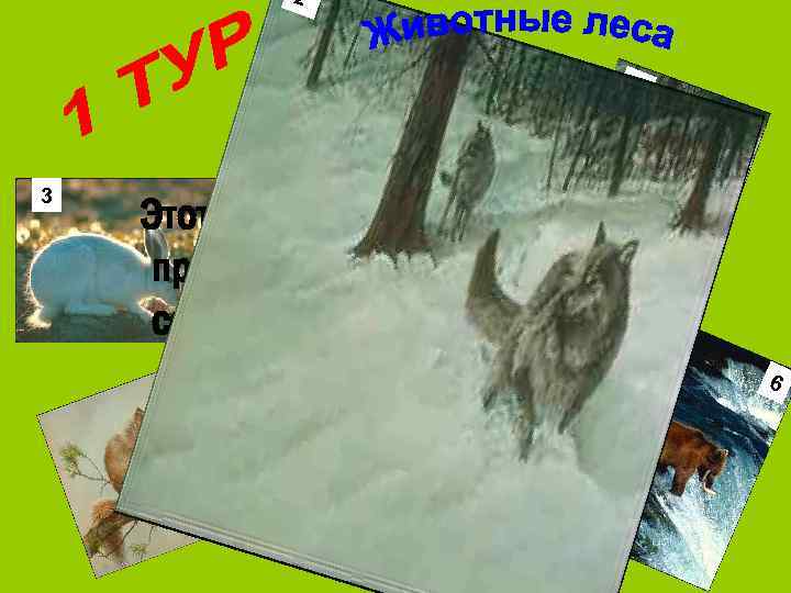 2 2 1 3 Этот зверь живёт далеко от проезжих дорог и людских селений.