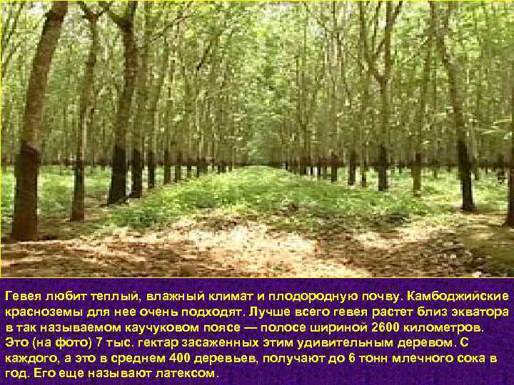 Гевея любит теплый, влажный климат и плодородную почву. Камбоджийские красноземы для нее очень подходят.