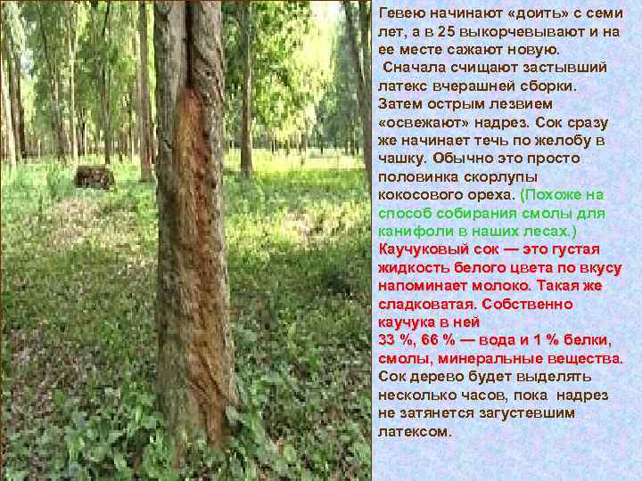 Гевею начинают «доить» с семи лет, а в 25 выкорчевывают и на ее месте