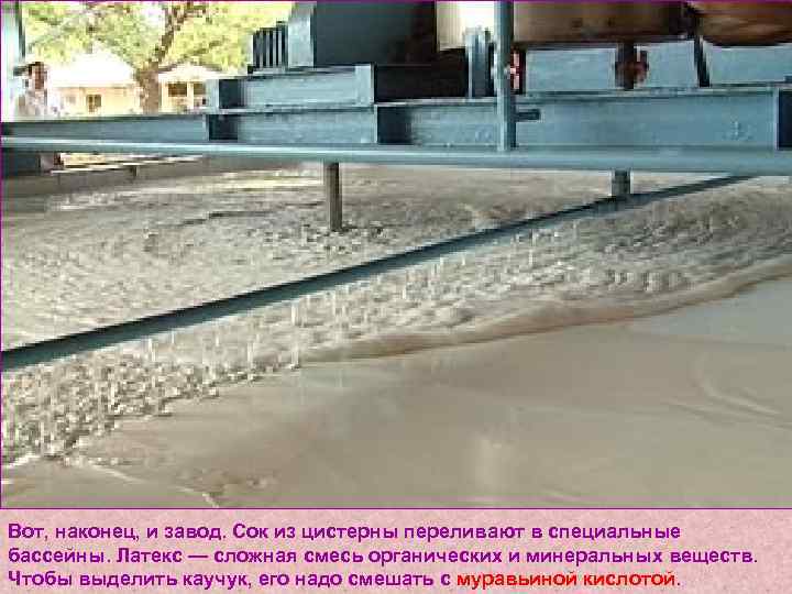 Вот, наконец, и завод. Сок из цистерны переливают в специальные бассейны. Латекс — сложная