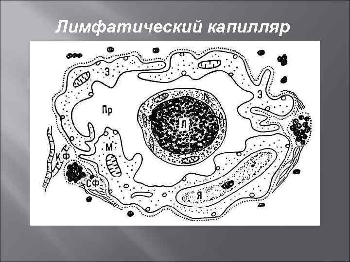 Лимфатический капилляр 