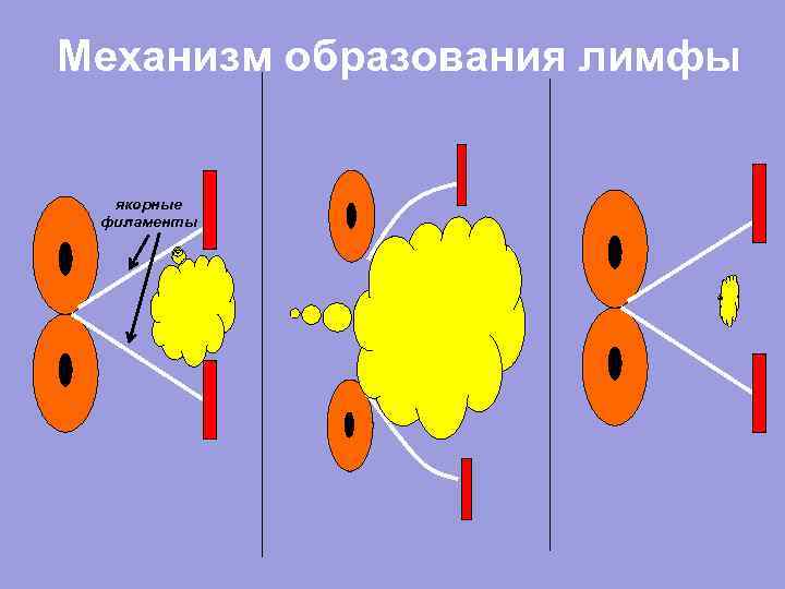 Механизм образования лимфы якорные филаменты 