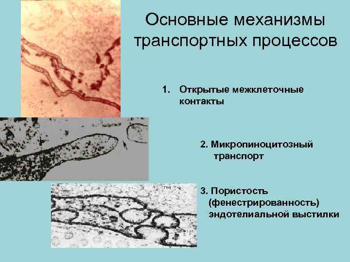 Основные механизмы транспортных процессов 1. Открытые межклеточные контакты 2. Микропиноцитозный транспорт 3. Пористость (фенестрированность)