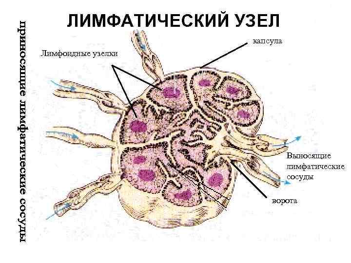 ЛИМФАТИЧЕСКИЙ УЗЕЛ капсула Лимфоидные узелки Выносящие лимфатические сосуды ворота 