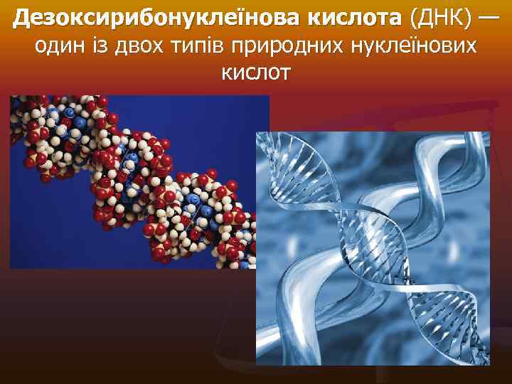 Дезоксирибонуклеїнова кислота (ДНК) — один із двох типів природних нуклеїнових кислот 