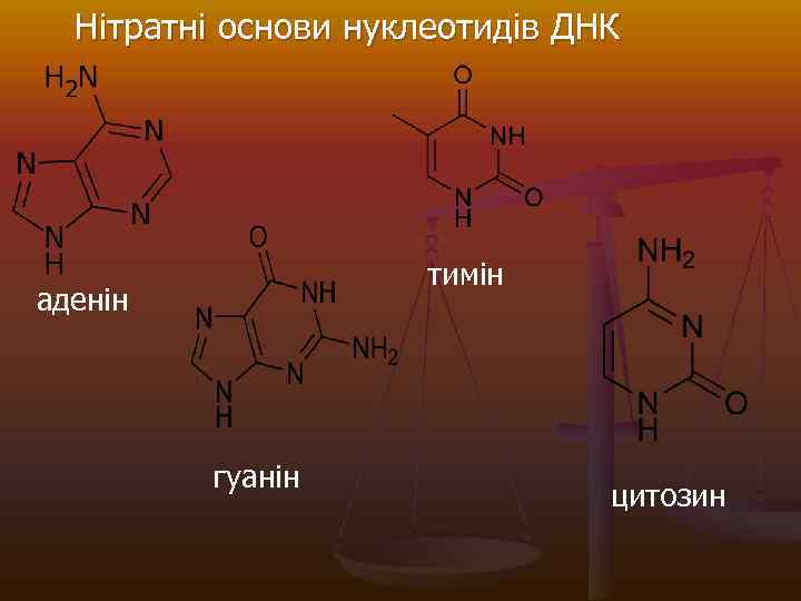 Нітратні основи нуклеотидів ДНК тимін аденін гуанін цитозин 