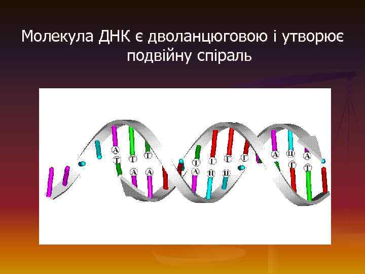  Молекула ДНК є дволанцюговою і утворює подвійну спіраль 