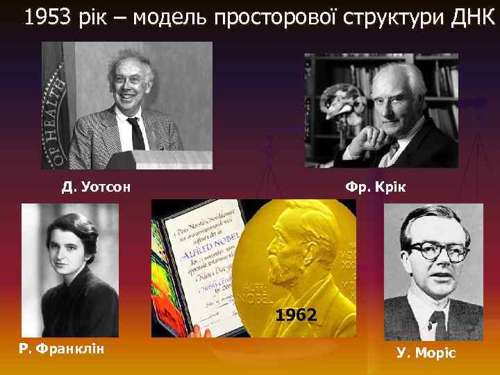  1953 рік – модель просторової структури ДНК Д. Уотсон Фр. Крік 1962 Р.