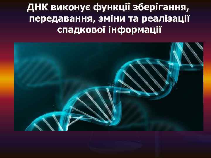 ДНК виконує функції зберігання, передавання, зміни та реалізації спадкової інформації 