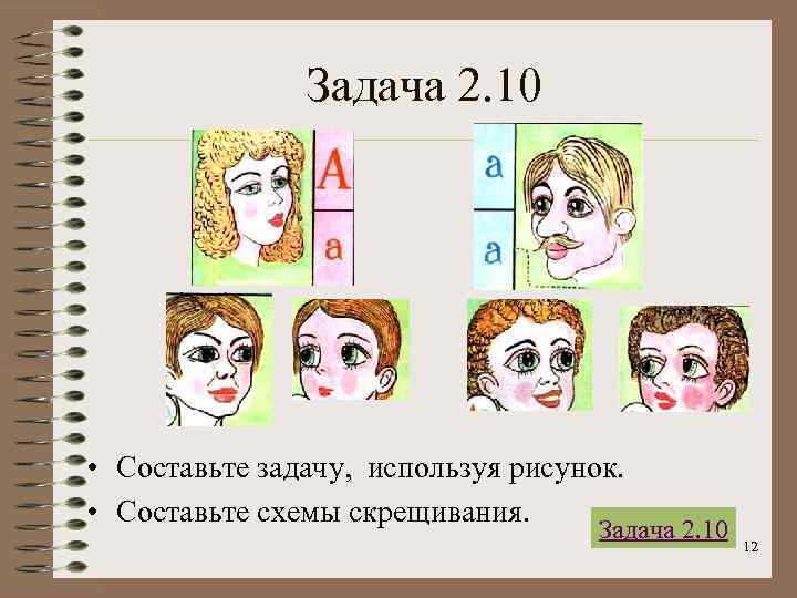 Задача 2. 10 • Составьте задачу, используя рисунок. • Составьте схемы скрещивания. Задача 2.