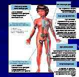Плечевая артерия Точка пережатия плечевой артерии Для остановки кровотечения артерию следует прижать к плечевой