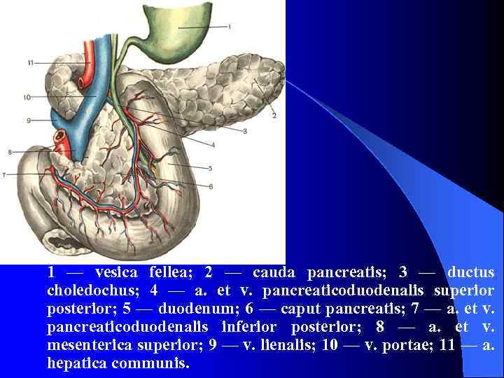 1 — vesica fellea; 2 — cauda pancreatis; 3 — ductus choledochus; 4 —