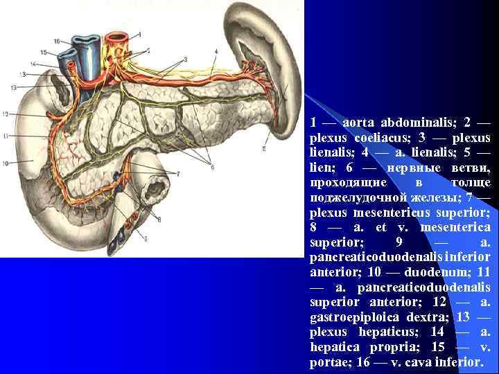 1 — aorta abdominalis; 2 — plexus coeliacus; 3 — plexus lienalis; 4 —