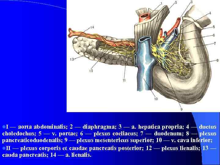 l. I — aorta abdominalis; 2 — diaphragma; 3 — a. hepatica propria; 4