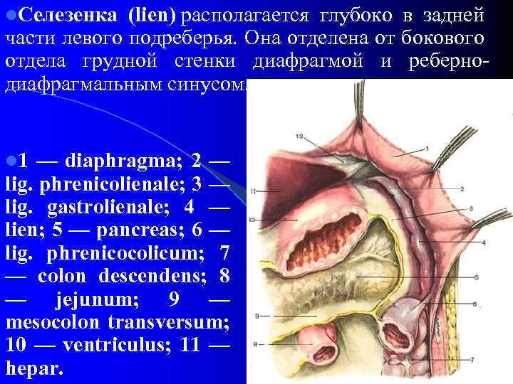 l. Селезенка (lien) располагается глубоко в задней части левого подреберья. Она отделена от бокового