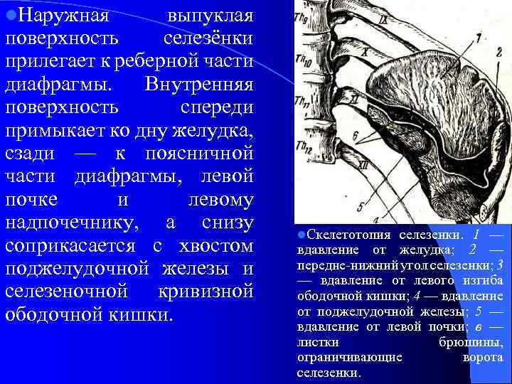 l. Наружная выпуклая поверхность селезёнки прилегает к реберной части диафрагмы. Внутренняя поверхность спереди примыкает