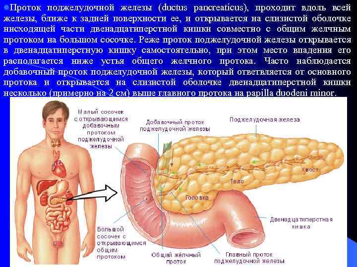l. Проток поджелудочной железы (ductus pancreaticus), проходит вдоль всей железы, ближе к задней поверхности