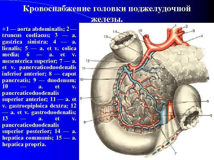 Кровоснабжение поджелудочной железы схема