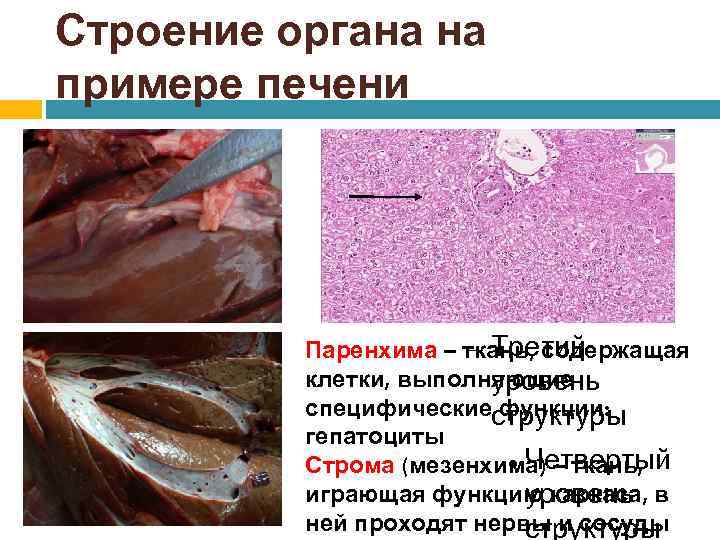 Строение органа на примере печени Для правки структуры щелкните мышью Второй уровень структуры Третий