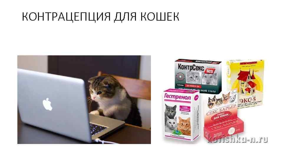КОНТРАЦЕПЦИЯ ДЛЯ КОШЕК 
