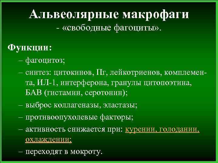 Альвеолярные макрофаги - «свободные фагоциты» . Функции: – фагоцитоз; – синтез: цитокинов, Пг, лейкотриенов,