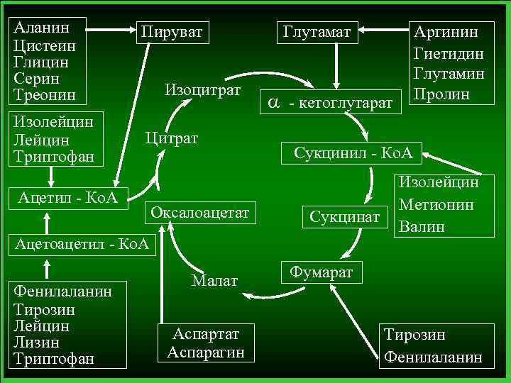 Аланин Цистеин Глицин Серин Треонин Изолейцин Лейцин Триптофан Пируват Изоцитрат Цитрат Ацетил - Ко.