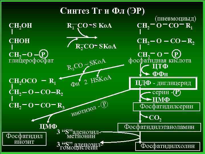 Синтез Тг и Фл (ЭР) CH 2 OH R 1 CO S Ko. A