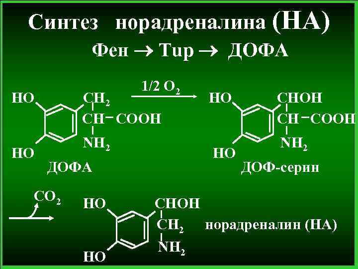 Синтез норадреналина (НА) Фен Тup ДOФА 1/2 O 2 HO HO CH 2 CH