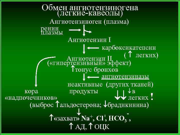 Обмен ангиотензиногена (легкие-кавеолы) Ангиотензиноген (плазма) ренин плазмы Ангиотензин I карбоксикатепсин ( легких) Ангиотензин II