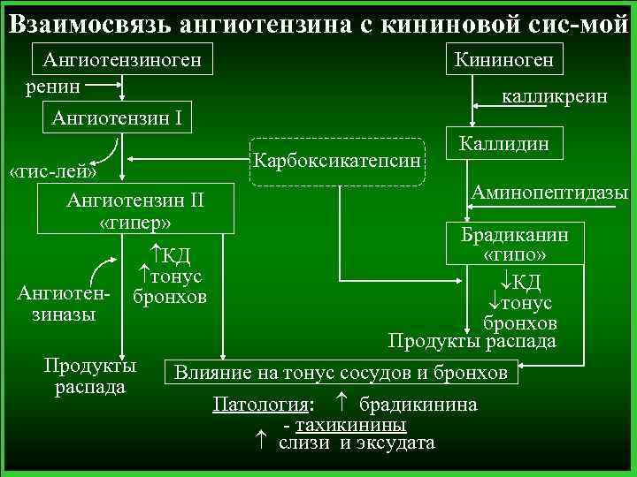 Взаимосвязь ангиотензина с кининовой сис-мой Ангиотензиноген ренин Ангиотензин I «гис-лей» Ангиотензин II «гипер» Кининоген