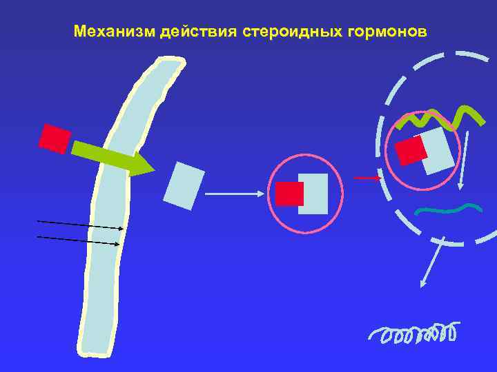 Схема образования стероидных гормонов 