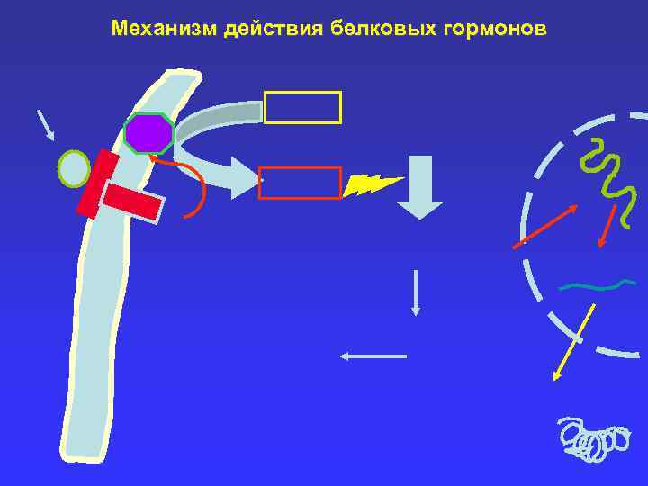  Цепь переноса электронов в гидроксилирующей системе окисления стероидов ОН - субстрат 