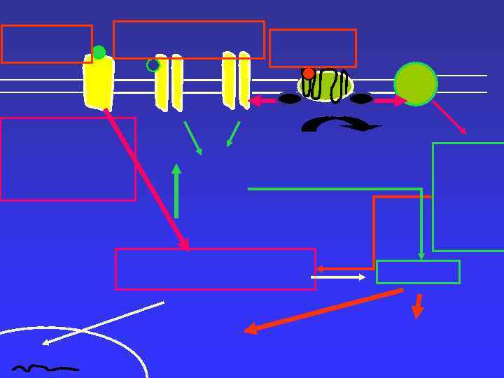 Пути метаболизма кортизола 