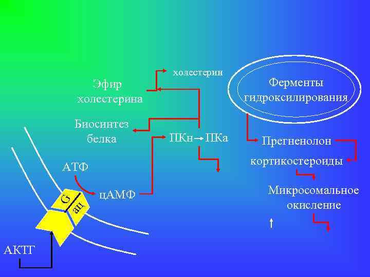 Эфир холестерина Биосинтез белка G ац ПКн ПКа Ферменты гидроксилирования Прегненолон кортикостероиды АТФ АКТГ