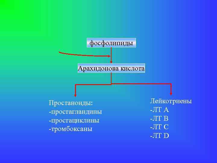 фосфолипиды Арахидонова кислота Простаноиды: -простагландины -простациклины -тромбоксаны Лейкотриены -ЛТ А -ЛТ В -ЛТ С