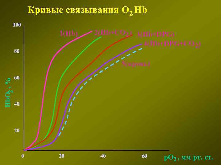 Кривые связывания О 2 Hb 100 1(Hb) 80 2(Hb+CO 2 ) 3(Hb+DPG) 4(Hb+DPG+CO 2)
