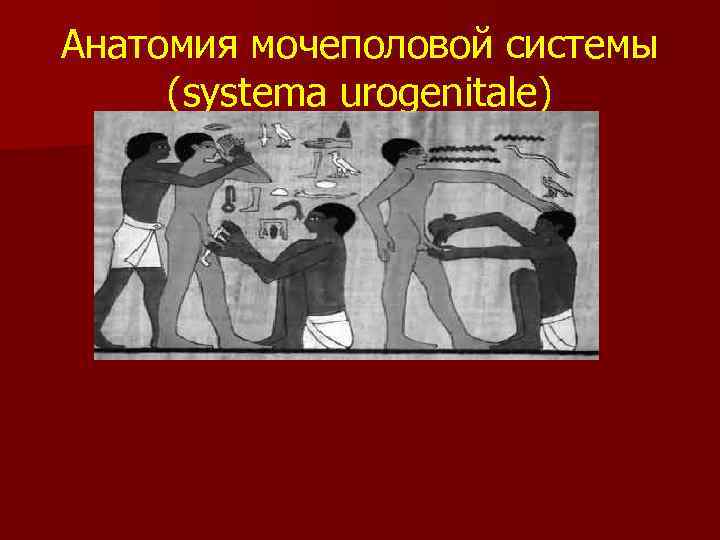 Анатомия мочеполовой системы (systema urogenitale) 