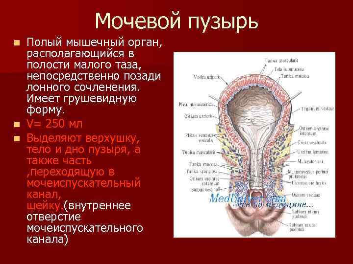 Мочевой пузырь Полый мышечный орган, располагающийся в полости малого таза, непосредственно позади лонного сочленения.