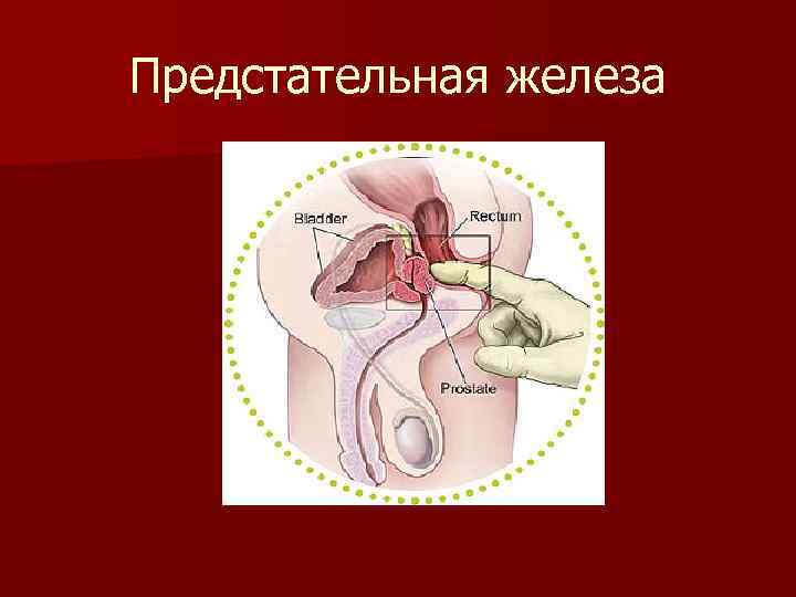 Предстательная железа 