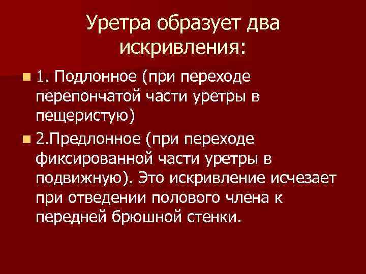 Уретра образует два искривления: n 1. Подлонное (при переходе перепончатой части уретры в пещеристую)