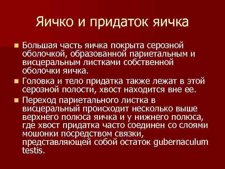 Яичко и придаток яичка Большая часть яичка покрыта серозной оболочкой, образованной париетальным и висцеральным