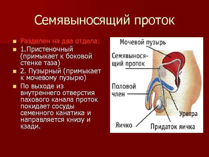 Анатомия мочеполовой системы презентация