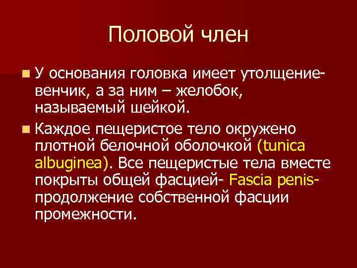 Половой член n. У основания головка имеет утолщениевенчик, а за ним – желобок, называемый