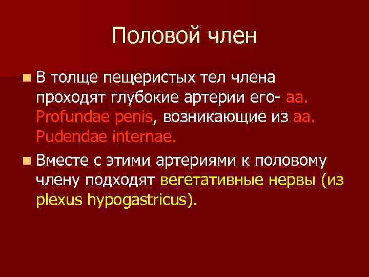 Половой член n. В толще пещеристых тел члена проходят глубокие артерии его- aa. Profundae