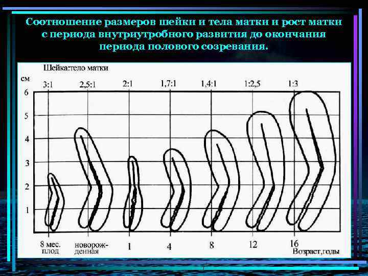 Соотношение размеров шейки и тела матки и рост матки с периода внутриутробного развития до