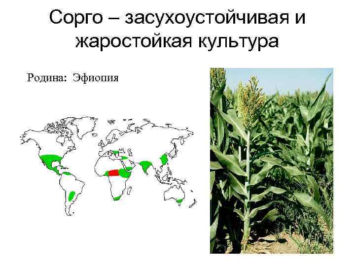 Сорго – засухоустойчивая и жаростойкая культура Родина: Эфиопия 
