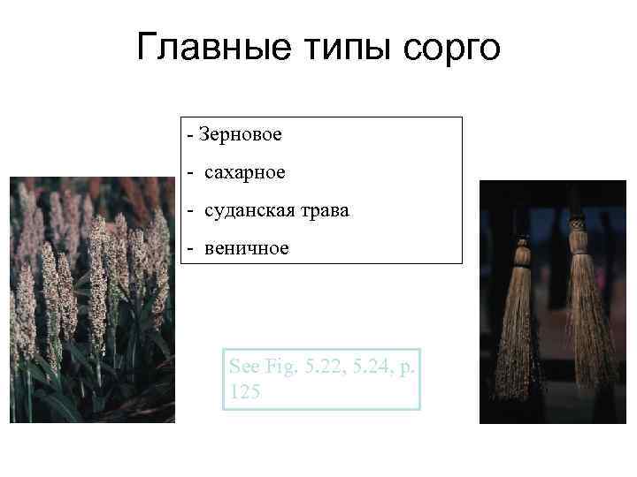 Главные типы сорго - Зерновое - сахарное - суданская трава - веничное See Fig.